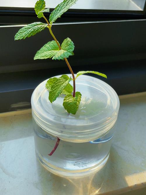 薄荷扦插方法，薄荷扦插方法有哪些？-第7张图片-优品飞百科