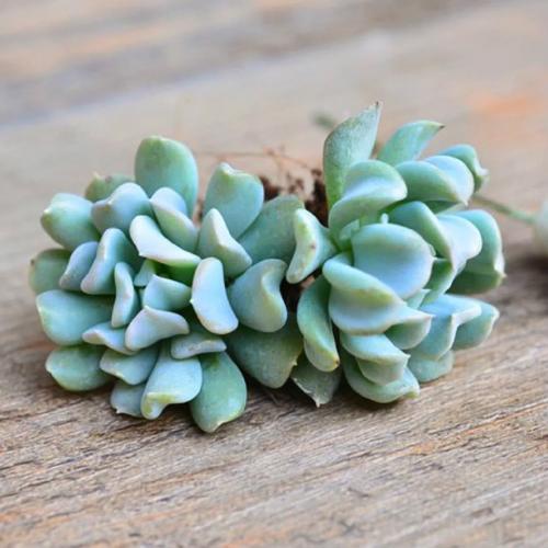 新买的特玉莲怎么养？特玉莲夏季怎么养？-第3张图片-优品飞百科
