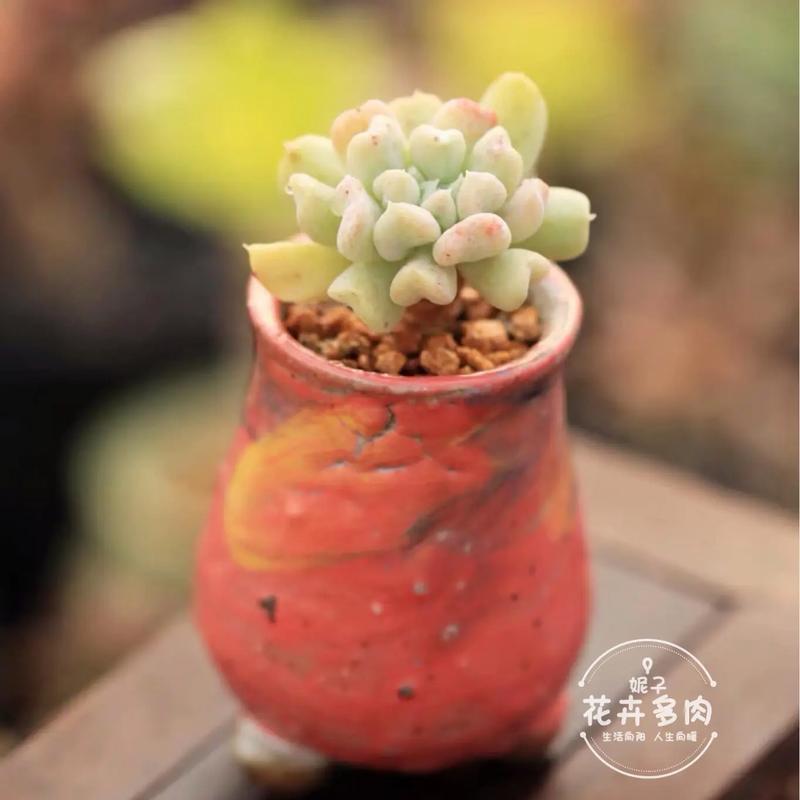 新买的特玉莲怎么养？特玉莲夏季怎么养？-第4张图片-优品飞百科
