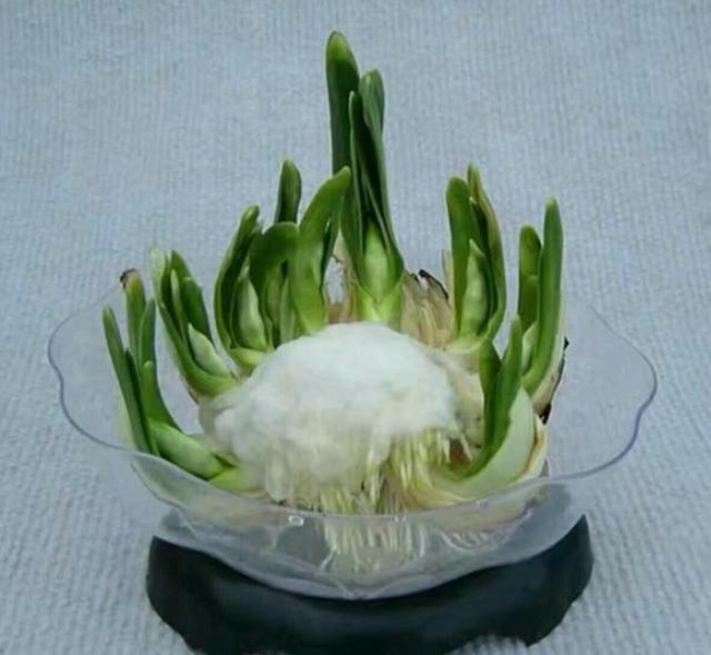 水仙花徒长怎么办？水仙花徒长叶子咋办？