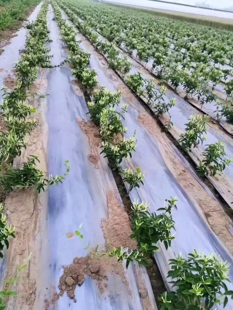 金银花种植方法，金银花种植方法和步骤？