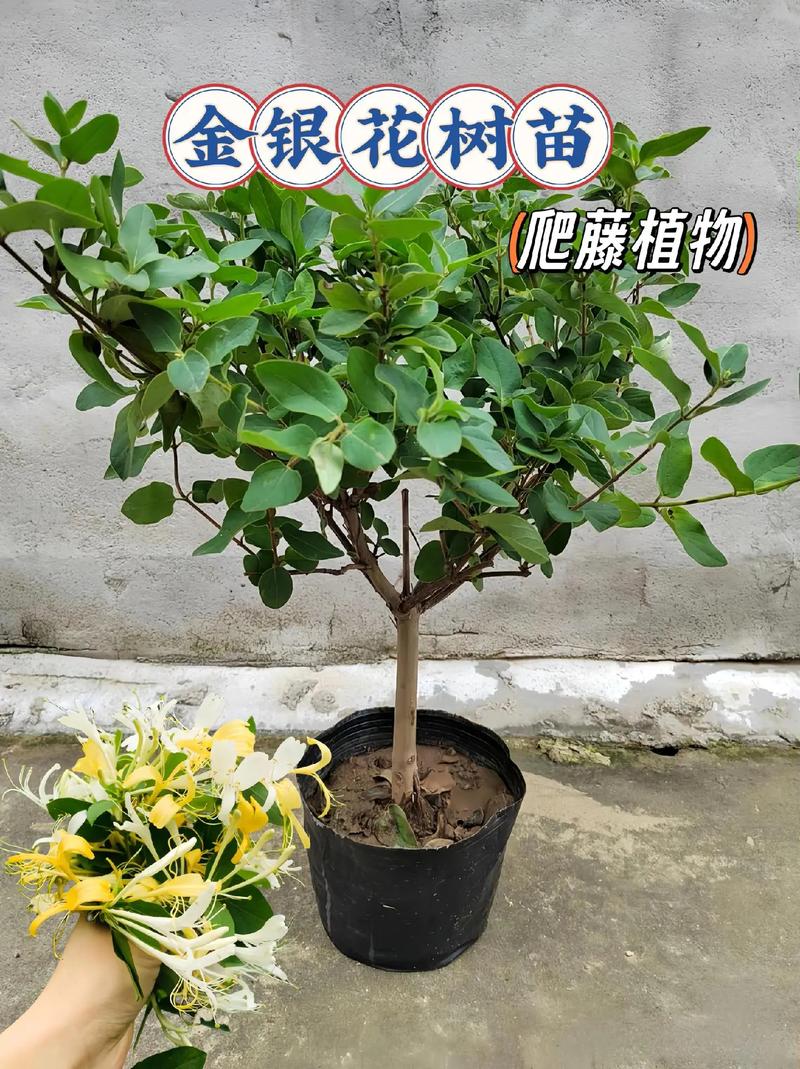 金银花种植方法，金银花种植方法和步骤？-第2张图片-优品飞百科