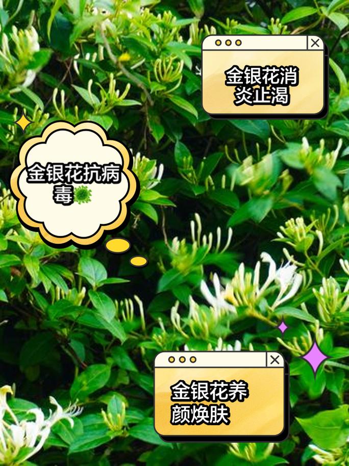 金银花种植方法，金银花种植方法和步骤？-第4张图片-优品飞百科