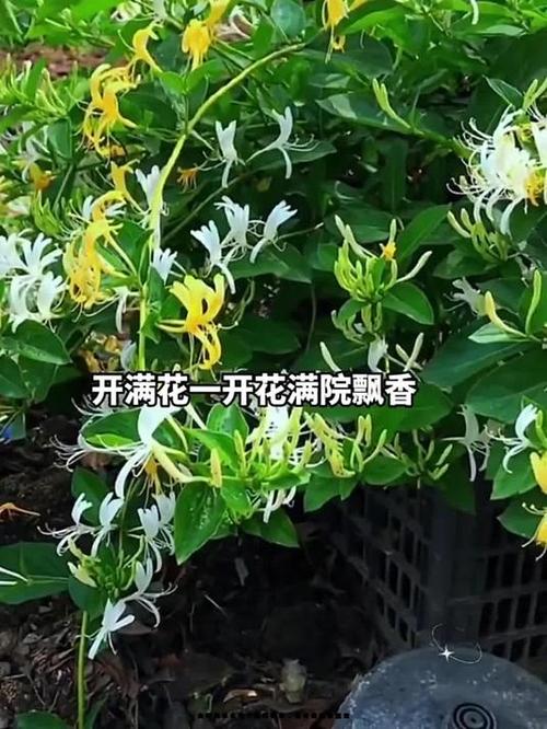 金银花种植方法，金银花种植方法和步骤？-第5张图片-优品飞百科