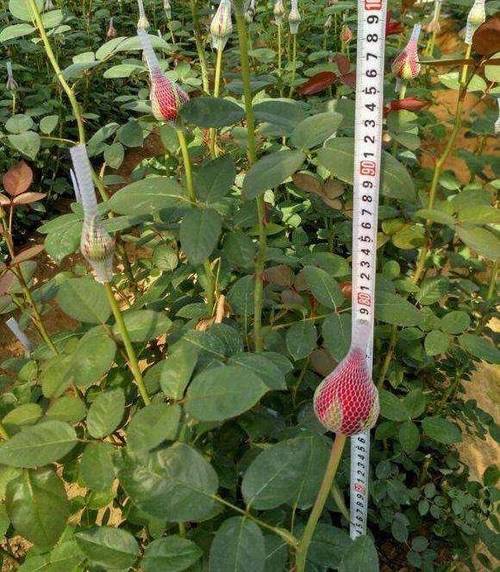 玫瑰花浇水的正确方法？玫瑰花浇水的正确方法和注意事项？