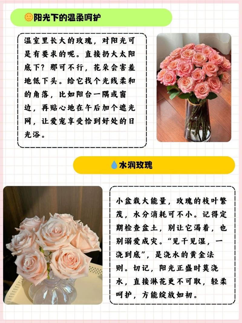 玫瑰花浇水的正确方法？玫瑰花浇水的正确方法和注意事项？-第2张图片-优品飞百科