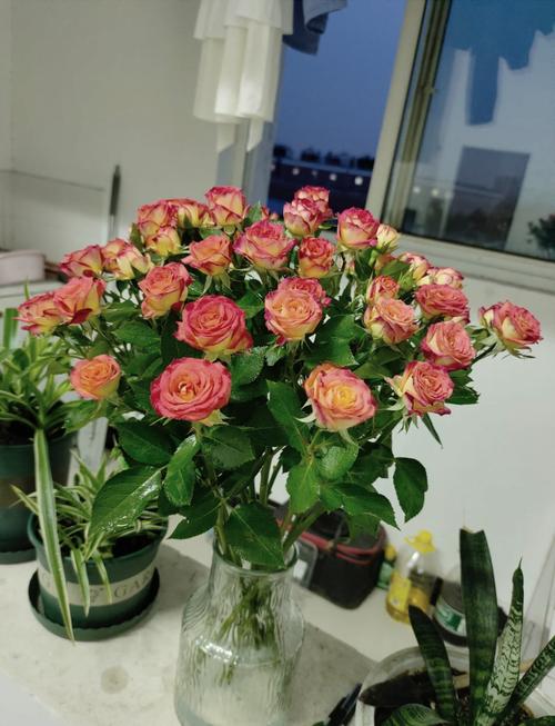 玫瑰花浇水的正确方法？玫瑰花浇水的正确方法和注意事项？-第3张图片-优品飞百科