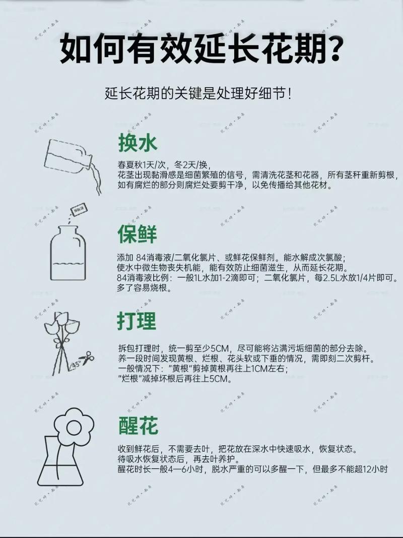 玫瑰花浇水的正确方法？玫瑰花浇水的正确方法和注意事项？-第5张图片-优品飞百科