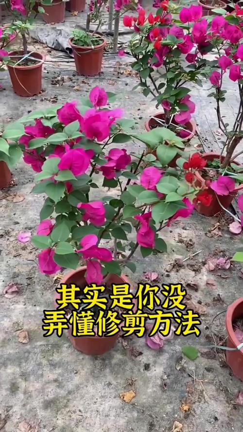 三角梅怎么修剪，三角梅怎么修剪才开花多？