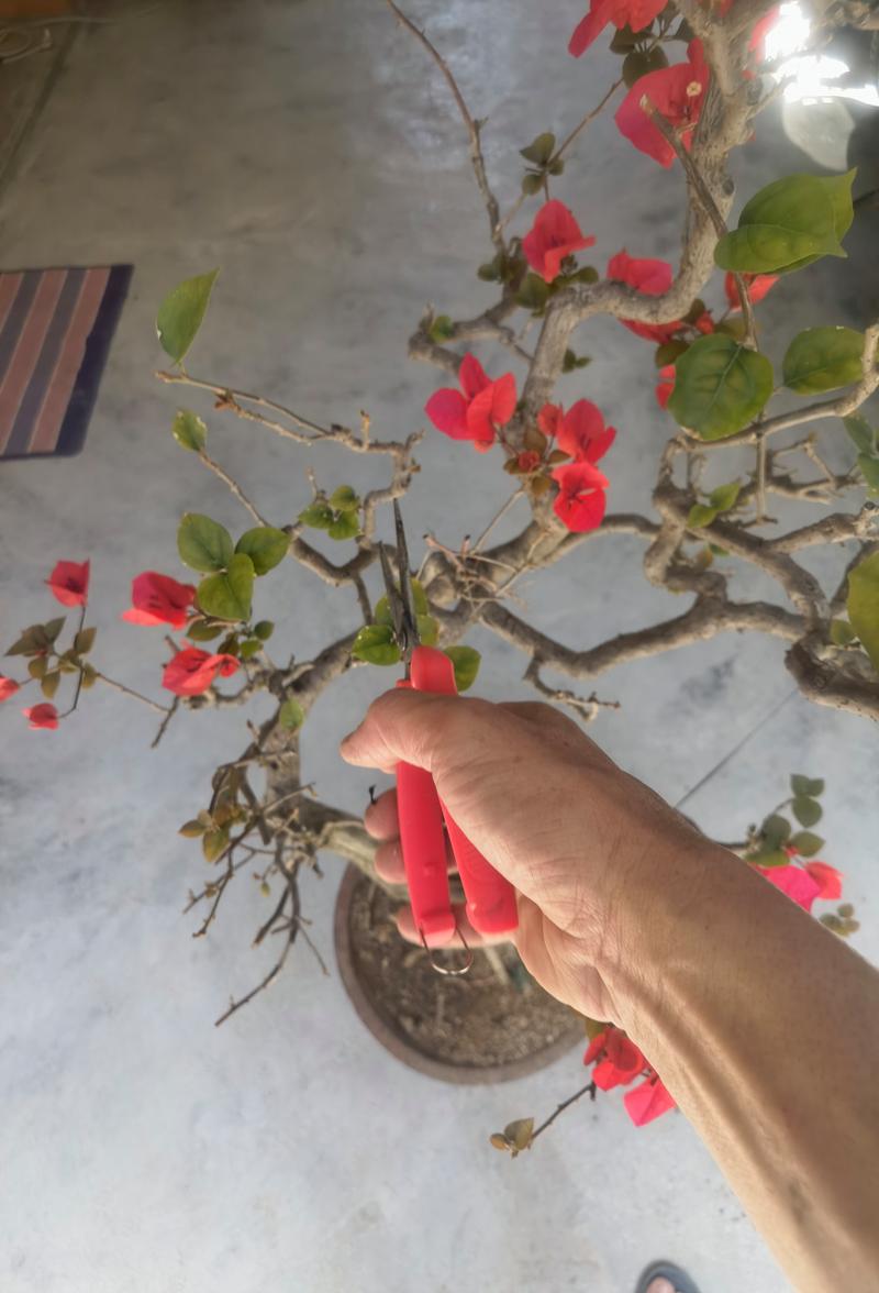 三角梅怎么修剪，三角梅怎么修剪才开花多？-第2张图片-优品飞百科