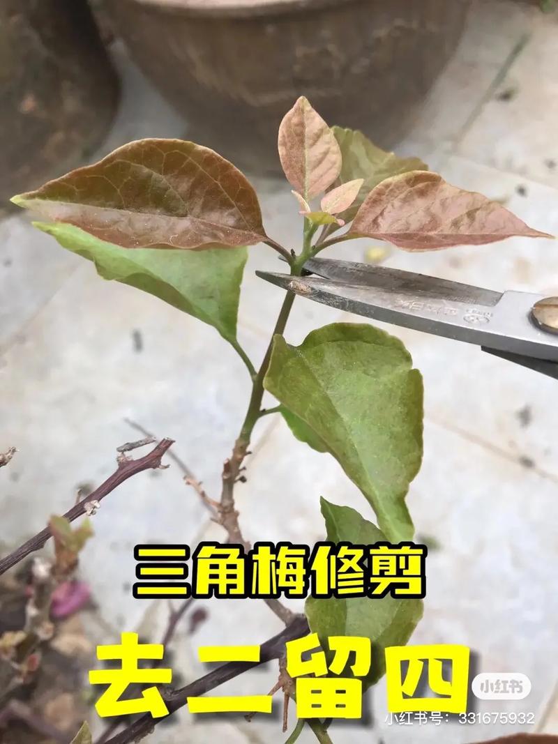 三角梅怎么修剪，三角梅怎么修剪才开花多？-第3张图片-优品飞百科