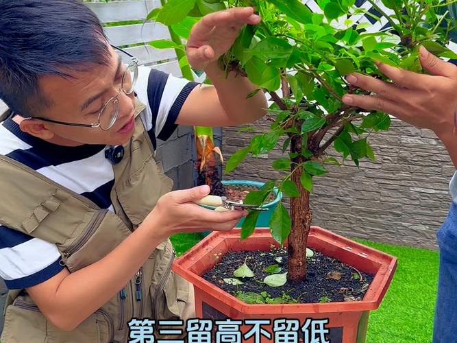 三角梅怎么修剪，三角梅怎么修剪才开花多？-第4张图片-优品飞百科