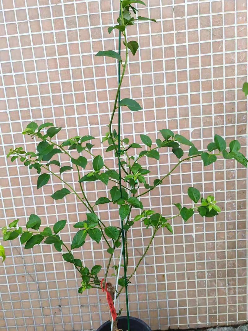 三角梅怎么修剪，三角梅怎么修剪才开花多？-第5张图片-优品飞百科