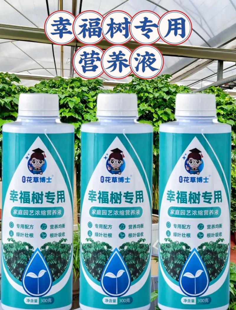 幸福树需要什么肥料，幸福树用什么肥料才能旺盛叶子绿？