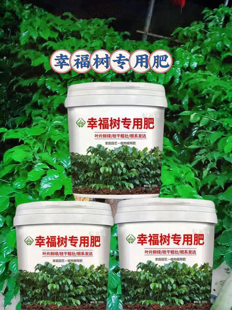 幸福树需要什么肥料，幸福树用什么肥料才能旺盛叶子绿？-第2张图片-优品飞百科
