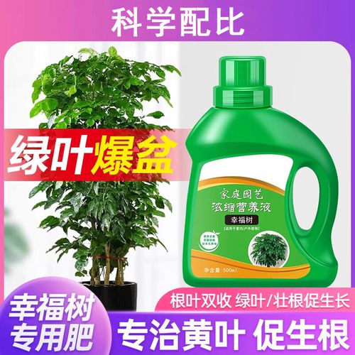 幸福树需要什么肥料，幸福树用什么肥料才能旺盛叶子绿？-第3张图片-优品飞百科