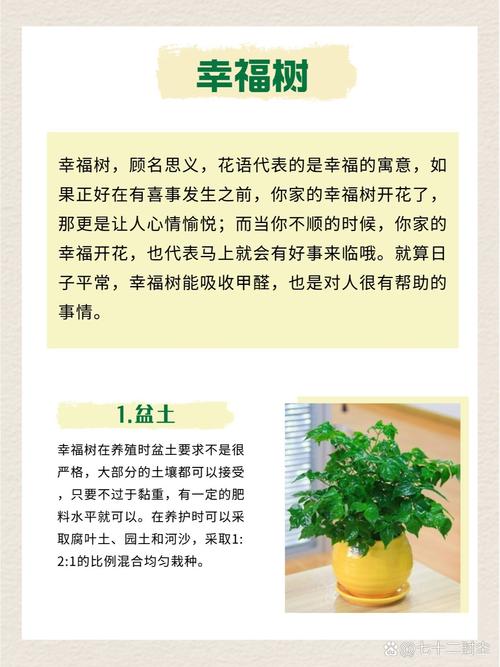 幸福树需要什么肥料，幸福树用什么肥料才能旺盛叶子绿？-第4张图片-优品飞百科