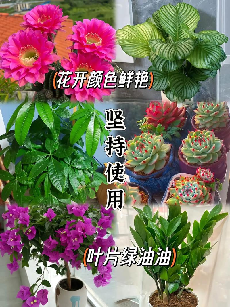 幸福树需要什么肥料，幸福树用什么肥料才能旺盛叶子绿？-第5张图片-优品飞百科