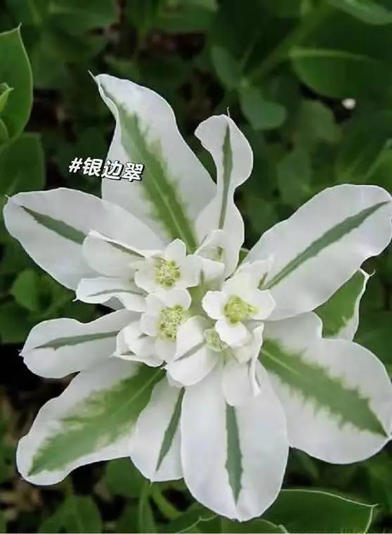 银边翠怎么繁殖？银边翠在日本的花语？-第3张图片-优品飞百科