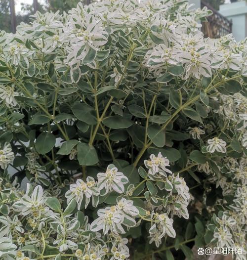 银边翠怎么繁殖？银边翠在日本的花语？-第4张图片-优品飞百科