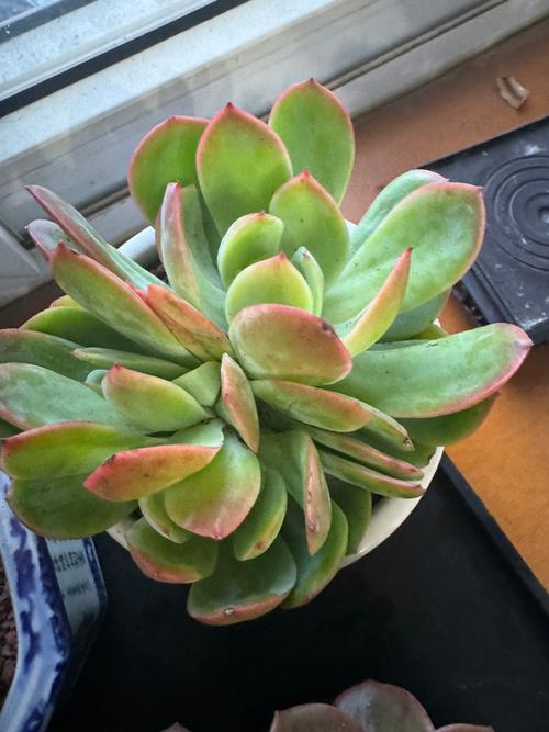 银边翠怎么繁殖？银边翠在日本的花语？-第6张图片-优品飞百科