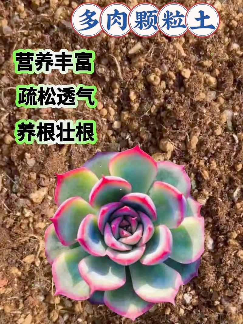 多肉用什么土养比较好，多肉用什么土养比较好养？