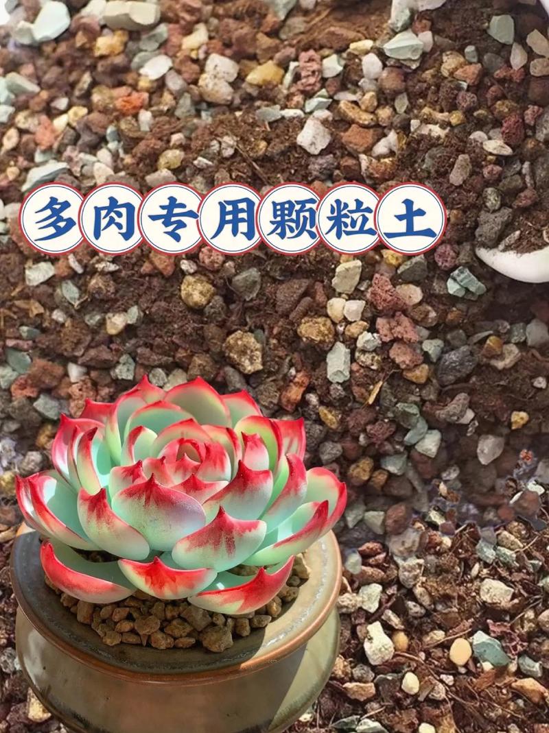 多肉用什么土养比较好，多肉用什么土养比较好养？-第2张图片-优品飞百科