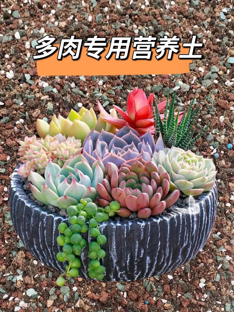 多肉用什么土养比较好，多肉用什么土养比较好养？-第3张图片-优品飞百科
