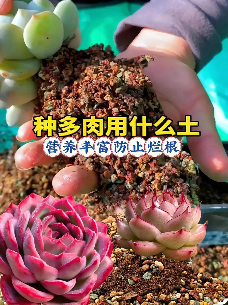 多肉用什么土养比较好，多肉用什么土养比较好养？-第4张图片-优品飞百科