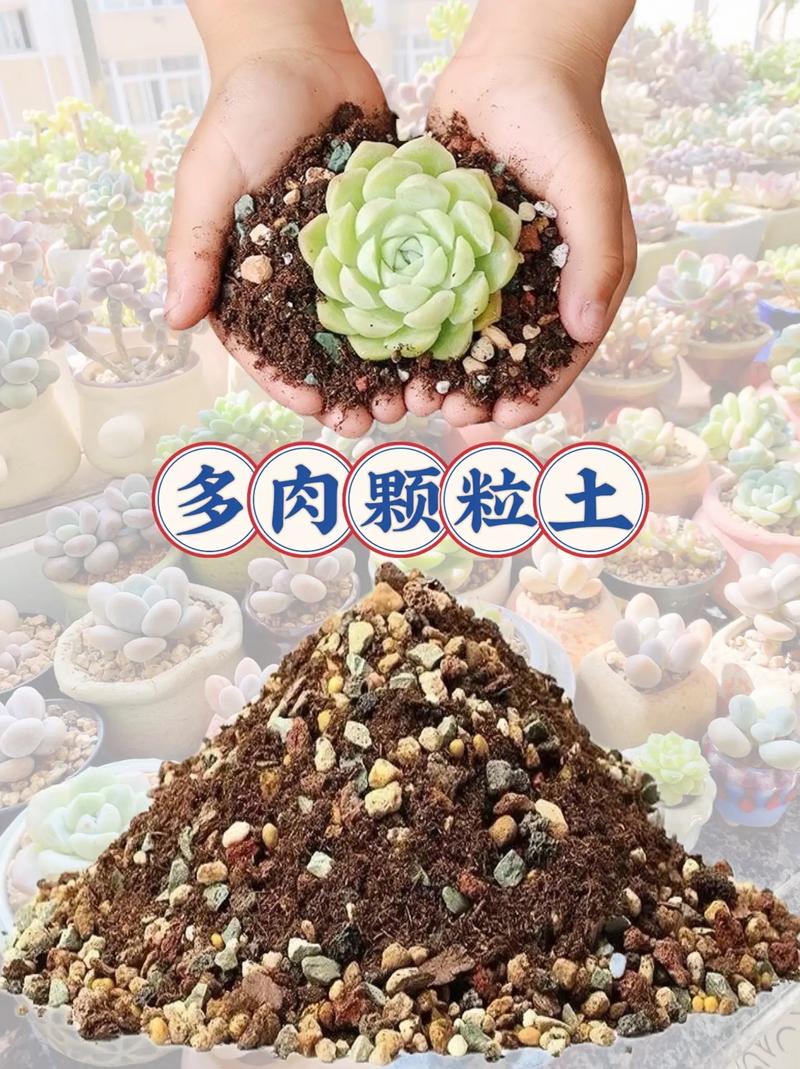 多肉用什么土养比较好，多肉用什么土养比较好养？-第5张图片-优品飞百科