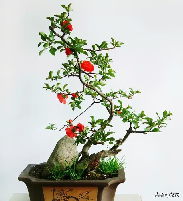 垂丝海棠盆景制作介绍，垂丝海棠盆景养殖方法？-第2张图片-优品飞百科