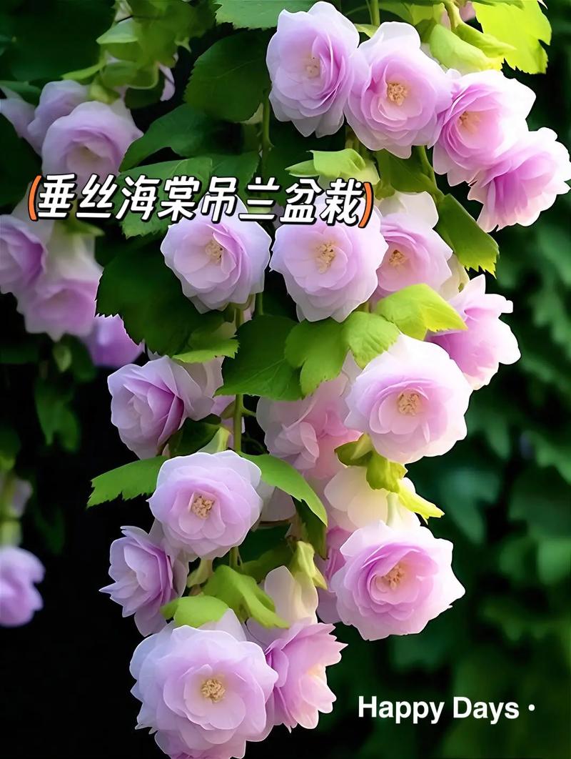 垂丝海棠盆景制作介绍，垂丝海棠盆景养殖方法？-第3张图片-优品飞百科