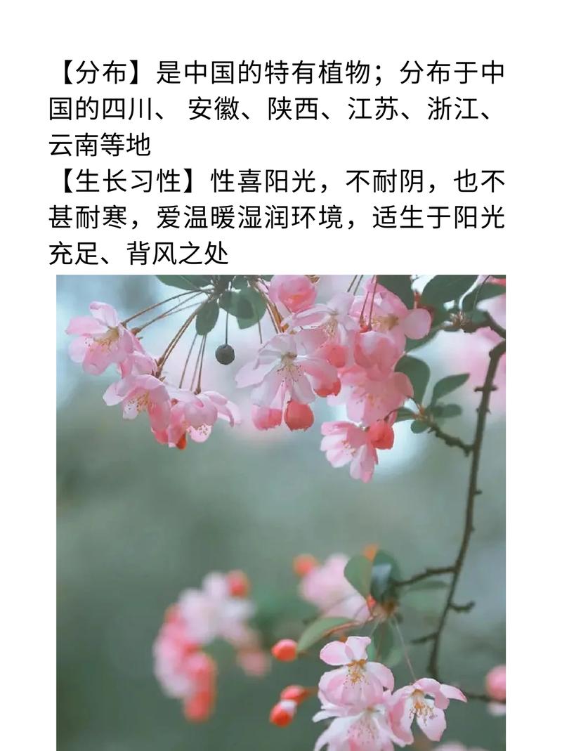 垂丝海棠盆景制作介绍，垂丝海棠盆景养殖方法？-第4张图片-优品飞百科