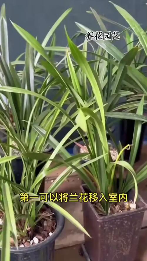 春兰冬天养殖的禁忌，春兰冬天养殖的禁忌图片-第3张图片-优品飞百科