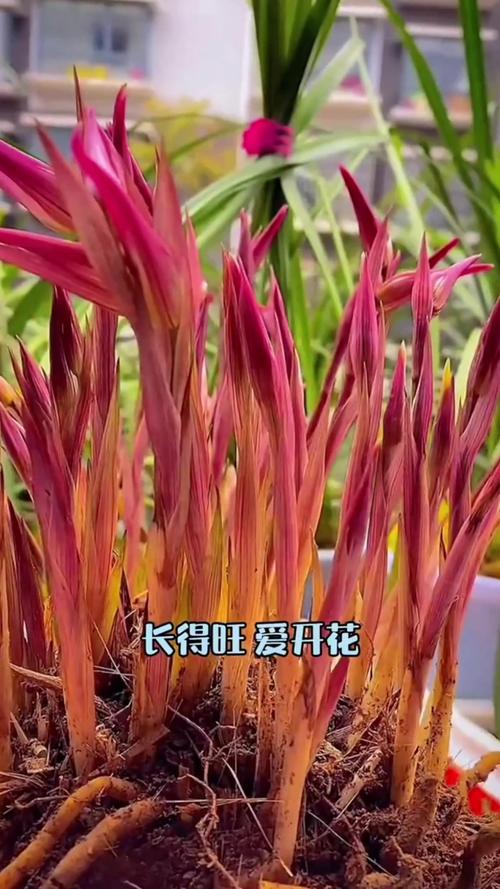 如何判断兰花缺水缺肥，兰花缺水有哪些症状视频-第2张图片-优品飞百科