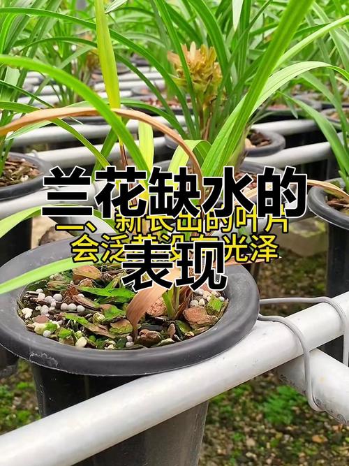 如何判断兰花缺水缺肥，兰花缺水有哪些症状视频-第3张图片-优品飞百科