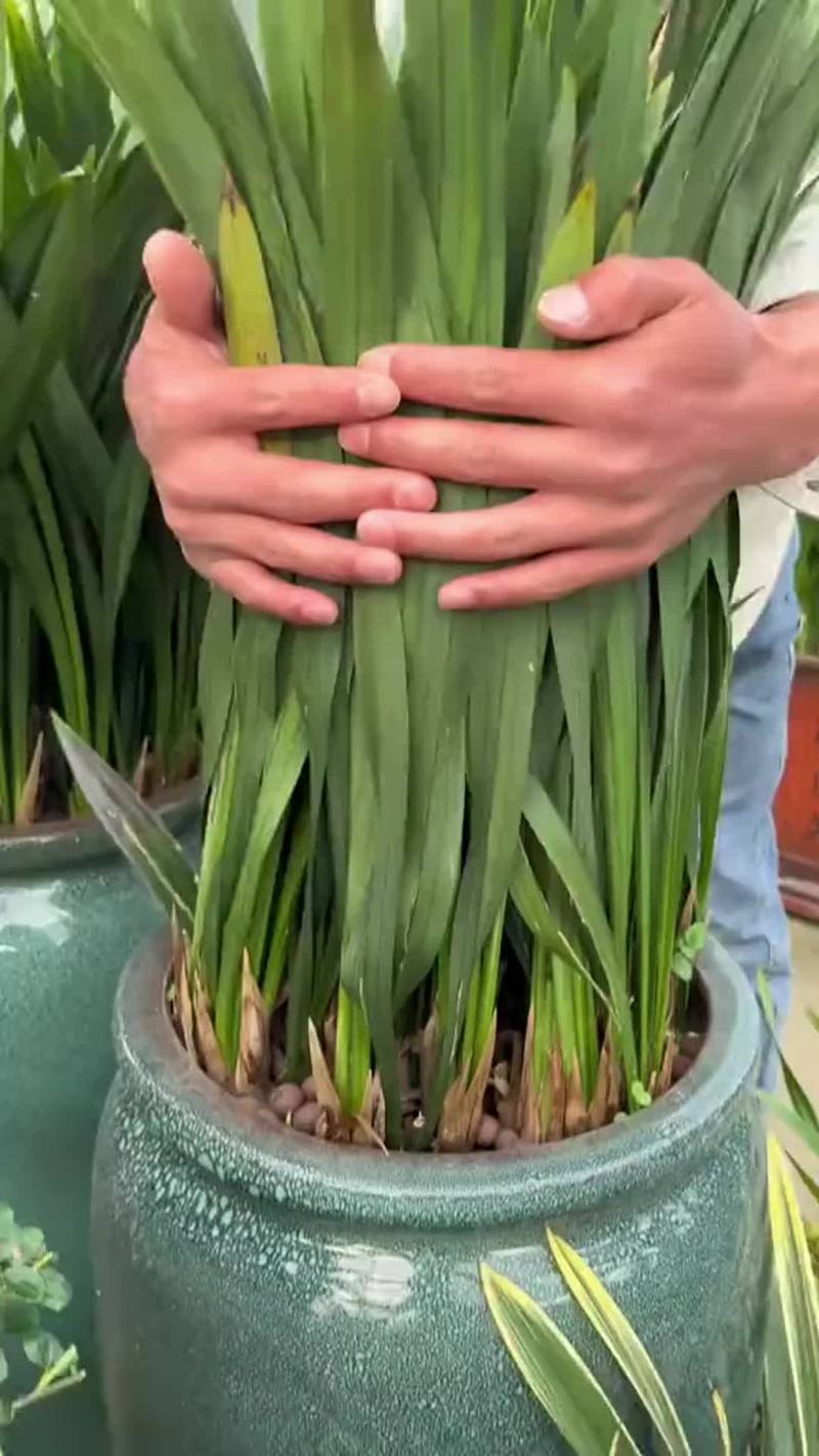 如何判断兰花缺水缺肥，兰花缺水有哪些症状视频-第4张图片-优品飞百科