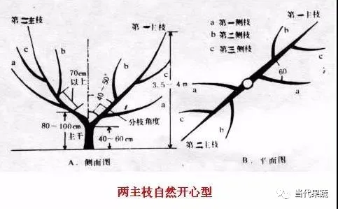 沙棘的修剪技术，沙棘修剪教学-第2张图片-优品飞百科