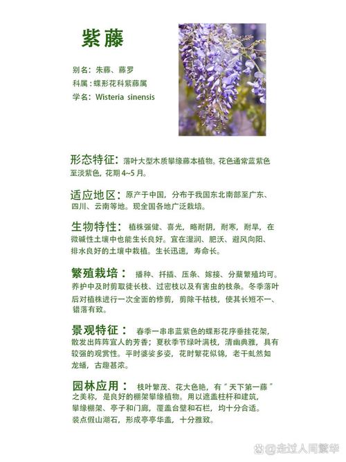 五叶地锦的养殖方法和注意事项？五叶地锦的功效与作用及图片？
