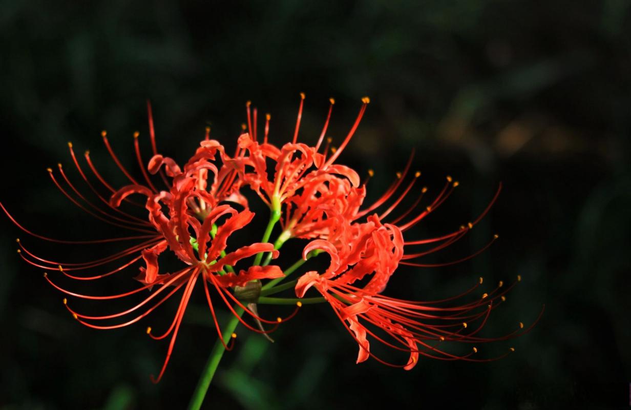 彼岸花是石蒜花吗，彼岸花是石蒜花吗百度百科