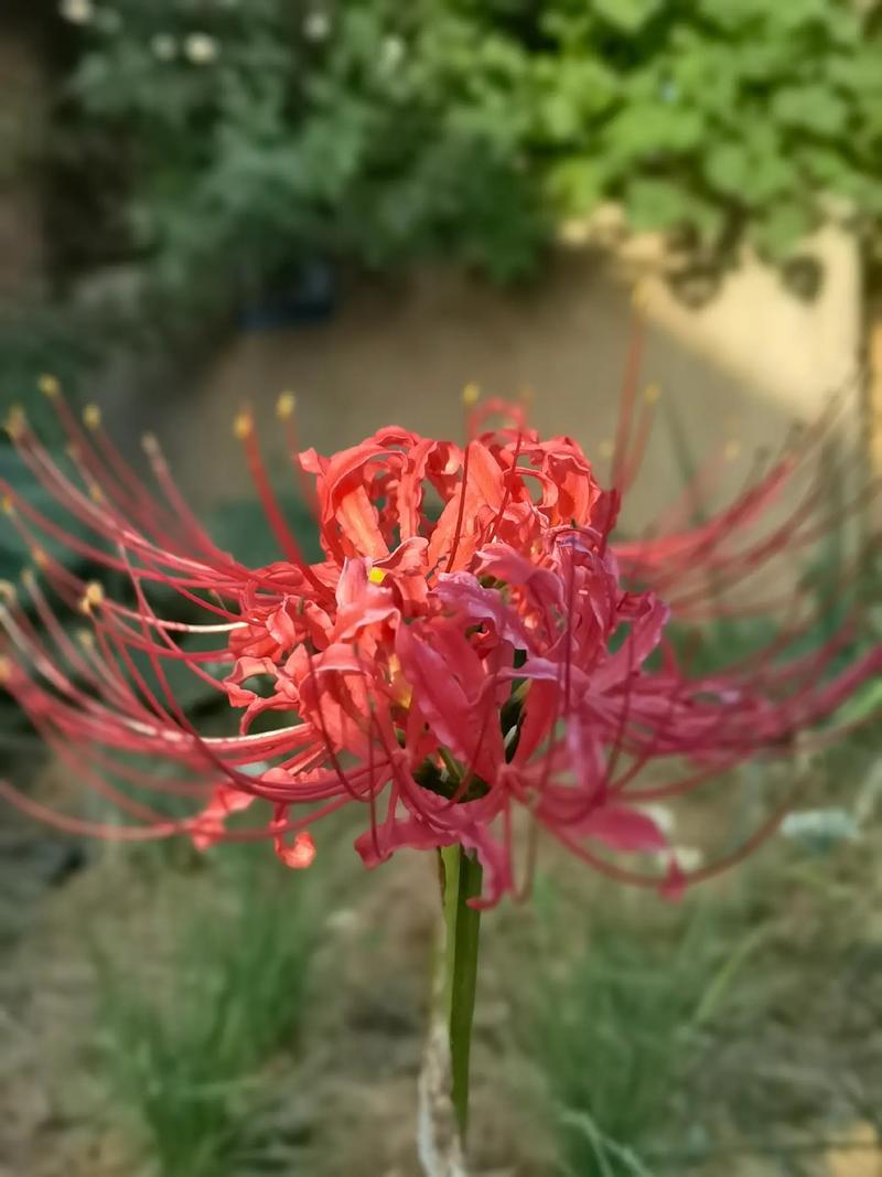 彼岸花是石蒜花吗，彼岸花是石蒜花吗百度百科-第3张图片-优品飞百科