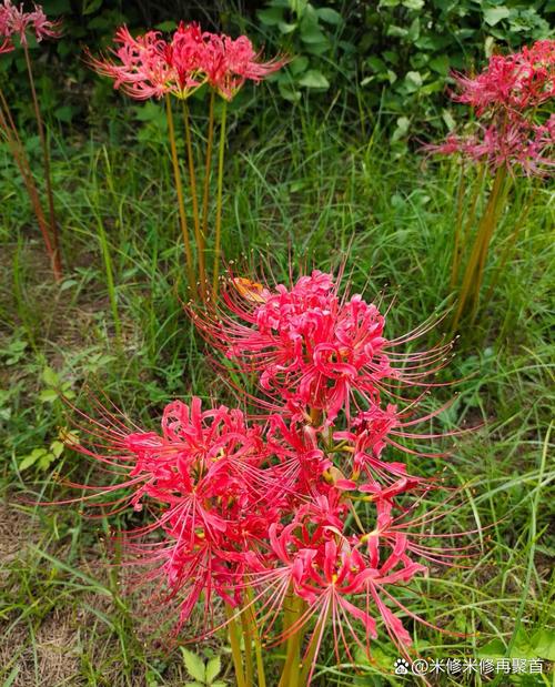 彼岸花是石蒜花吗，彼岸花是石蒜花吗百度百科-第4张图片-优品飞百科