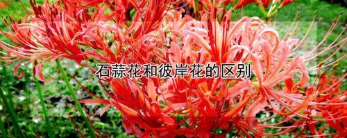 彼岸花是石蒜花吗，彼岸花是石蒜花吗百度百科-第5张图片-优品飞百科