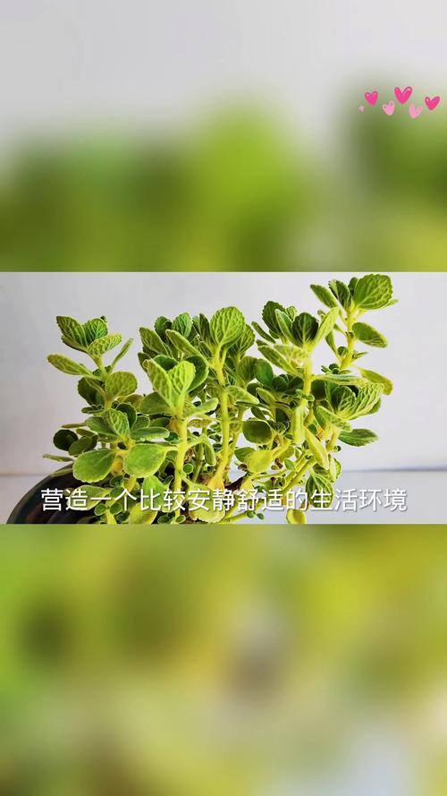 碰碰香怎么养？碰碰香怎么养殖方法和注意事项？