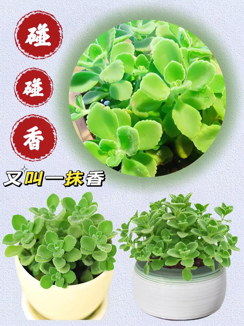 碰碰香怎么养？碰碰香怎么养殖方法和注意事项？-第2张图片-优品飞百科