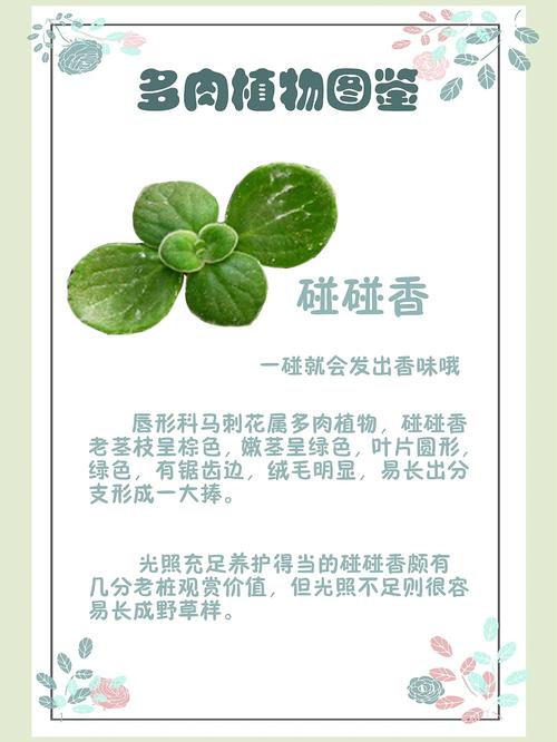 碰碰香怎么养？碰碰香怎么养殖方法和注意事项？-第4张图片-优品飞百科
