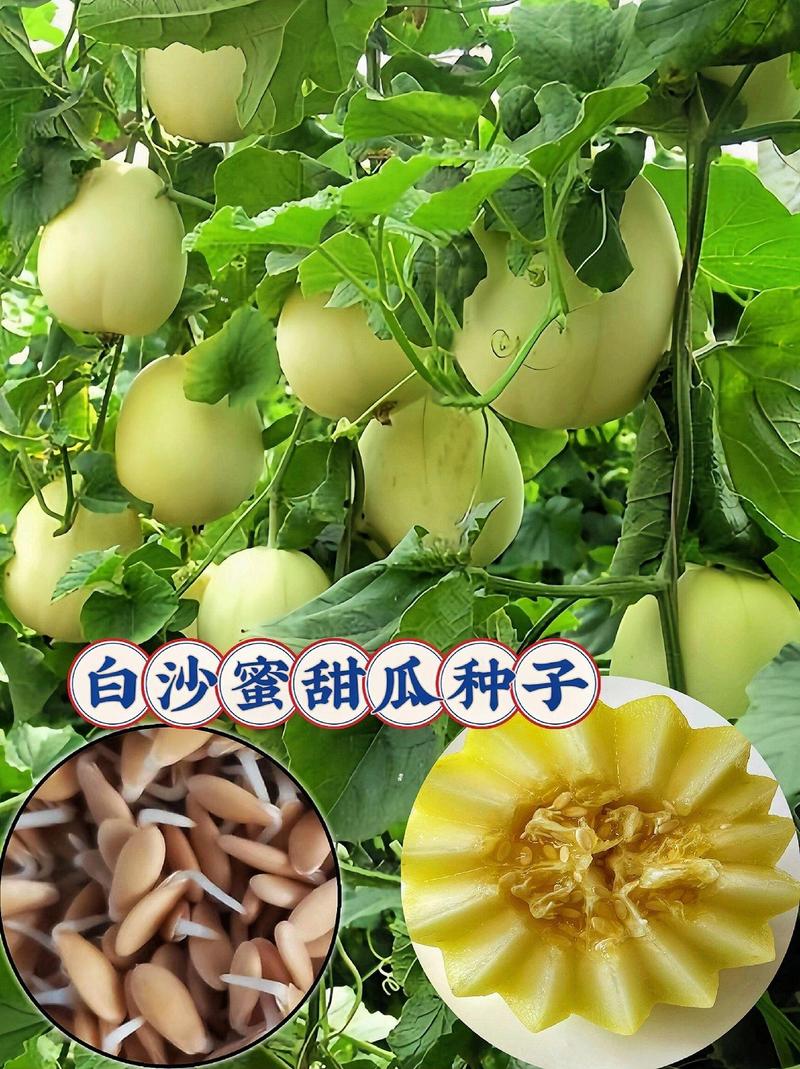 香瓜的养殖方法，香瓜怎么养殖