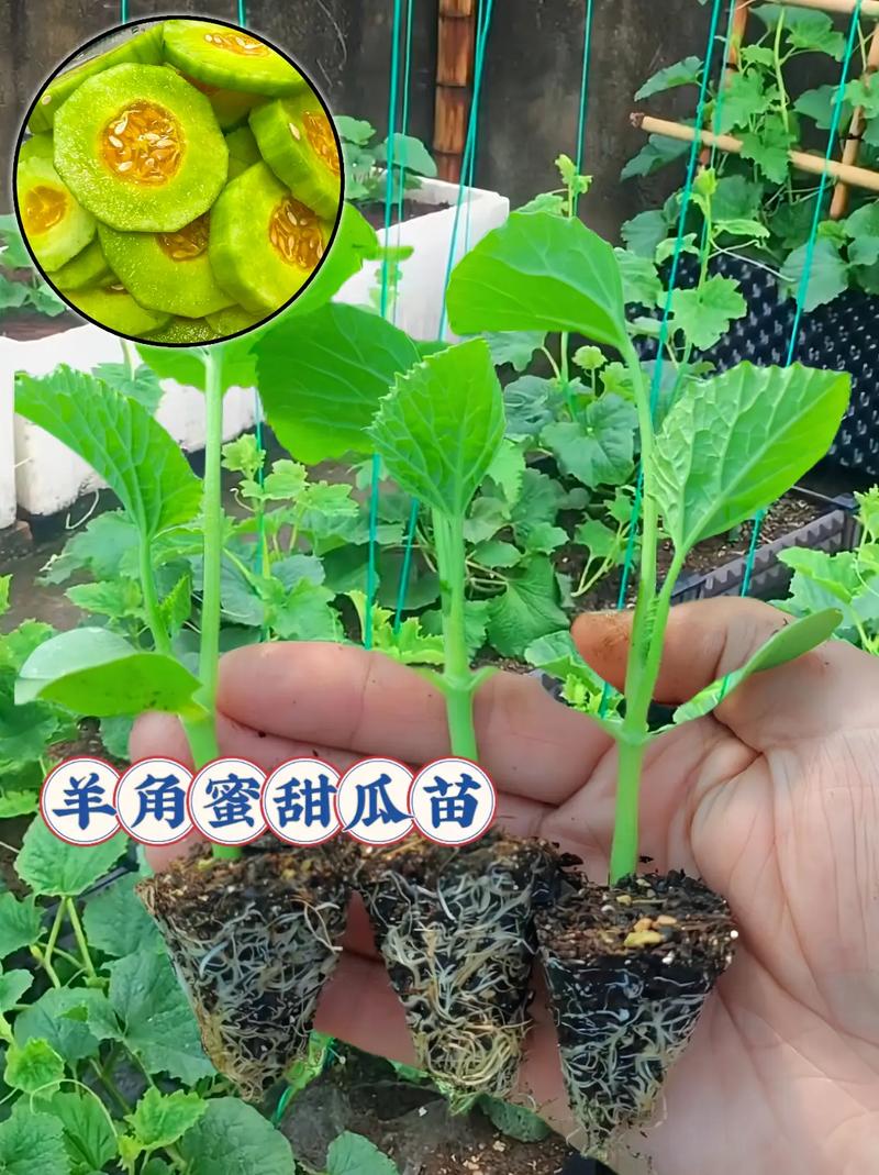 香瓜的养殖方法，香瓜怎么养殖-第2张图片-优品飞百科