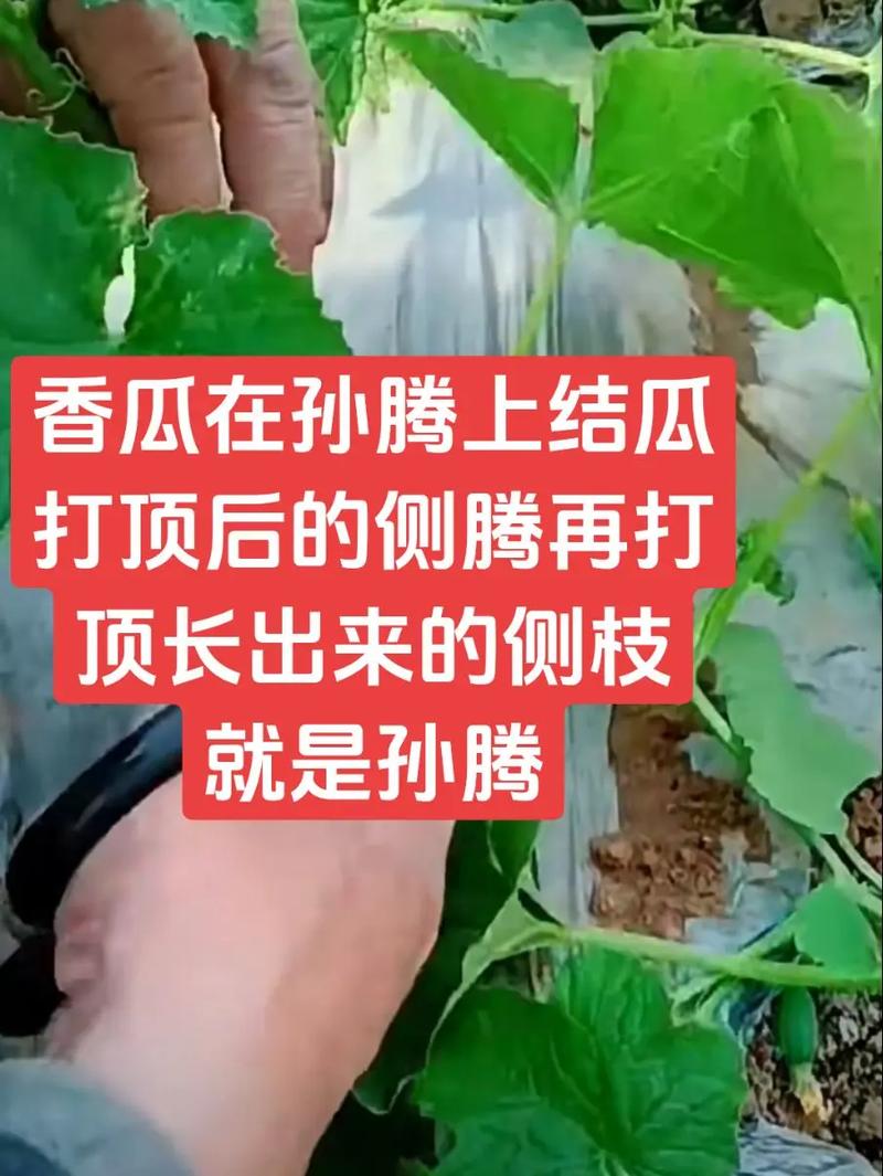 香瓜的养殖方法，香瓜怎么养殖-第5张图片-优品飞百科