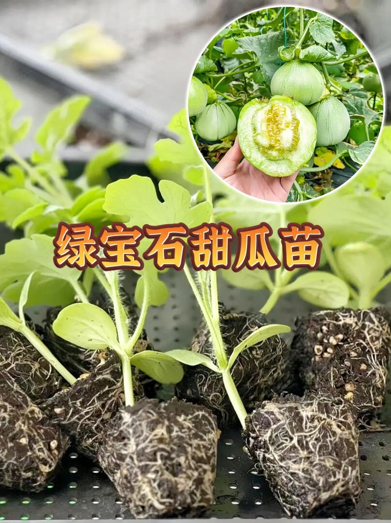 香瓜的养殖方法，香瓜怎么养殖-第6张图片-优品飞百科